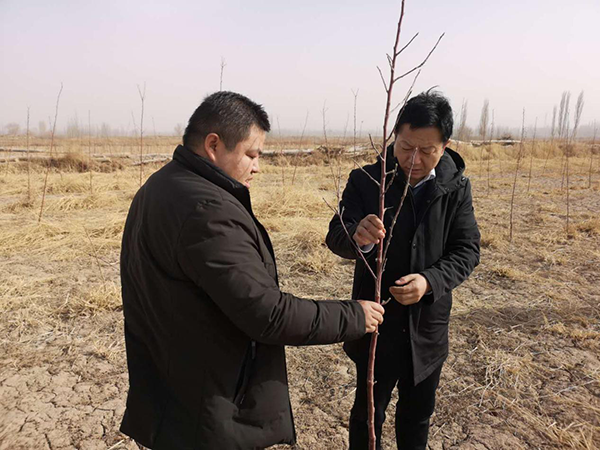 敦煌市郭家堡镇：提前谋划部署造林绿化工作