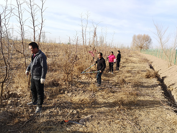 敦煌市郭家堡镇：春耕行动早 修剪绿化树